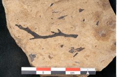 Foto (Detailansicht) von Callitris brongniartii Endl. (NHMW-GEO-2024-0188-8228)